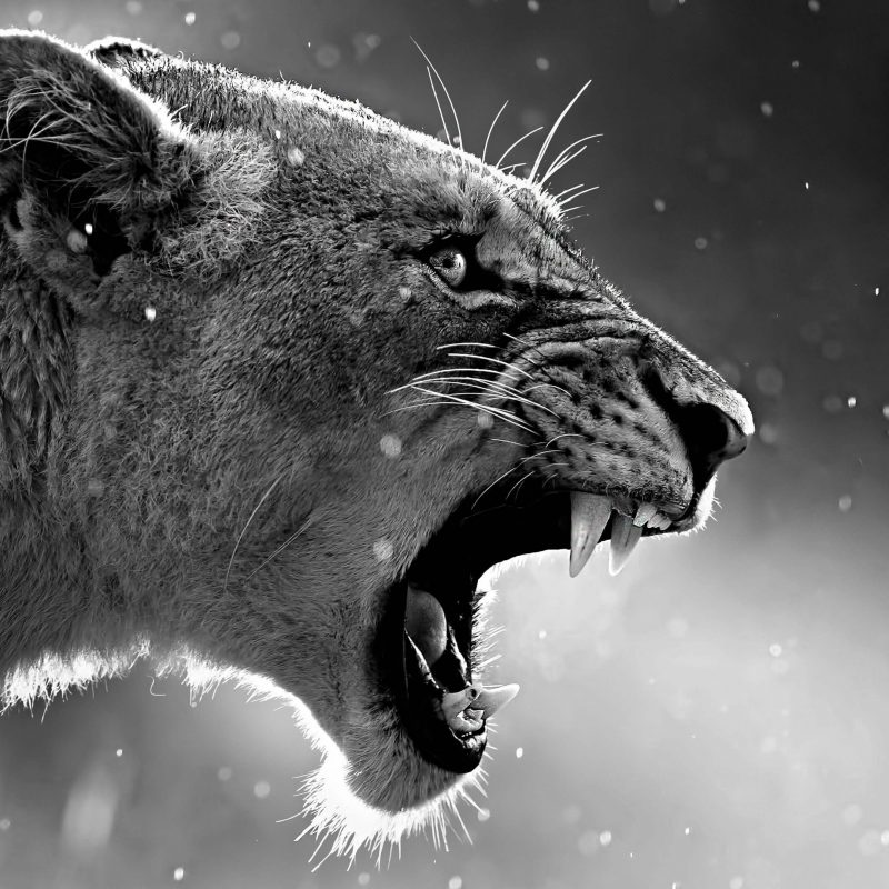 10 Best Angry Lion Wallpaper Black And White FULL HD 1080p For PC Desktop 2021 free download 1080x1920 lion roaring iphone 76s6 plus pixel xl one plus 33t5 800x800