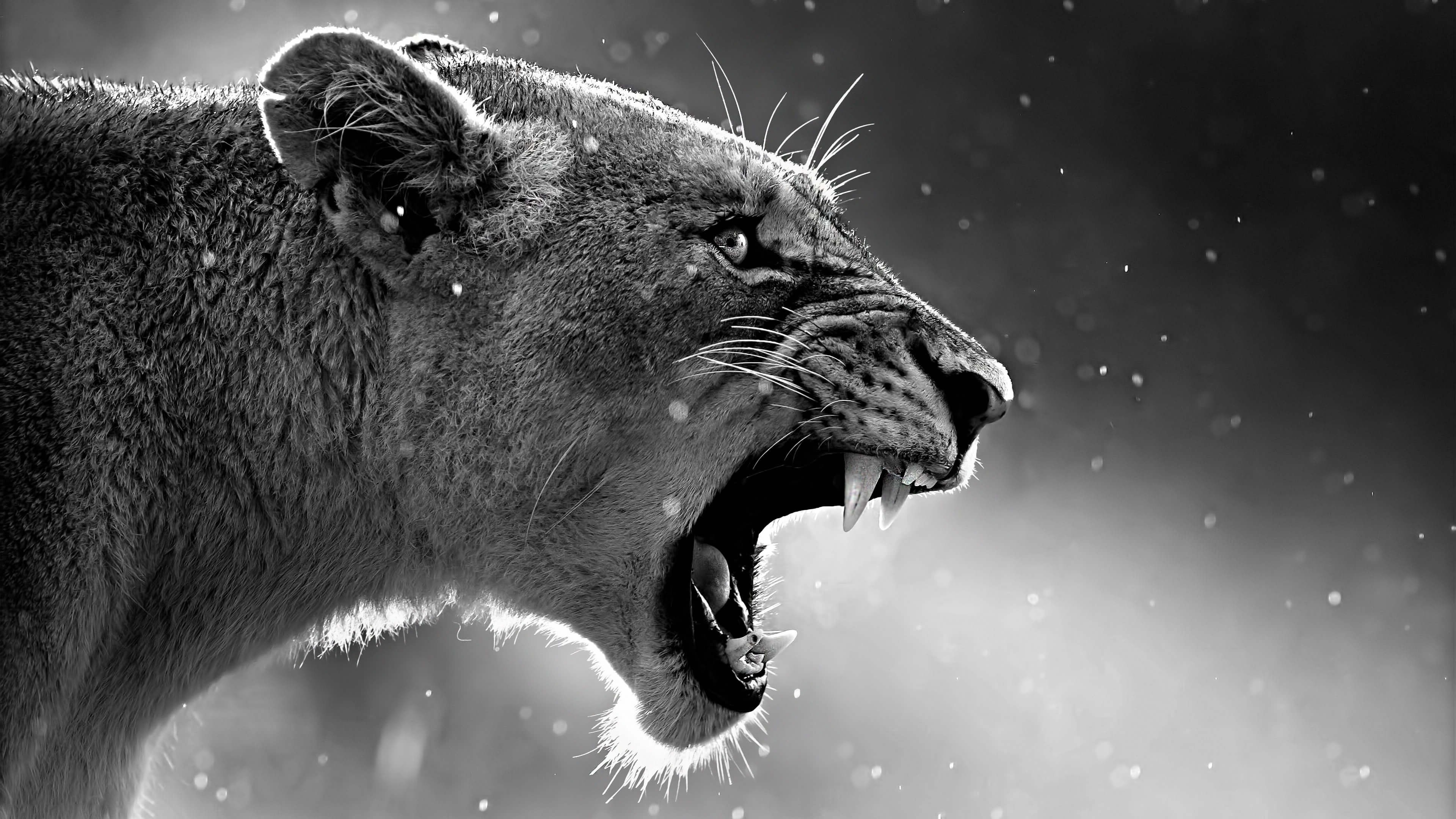 10 Best Angry Lion Wallpaper Black And White Full Hd 1080p For Pc