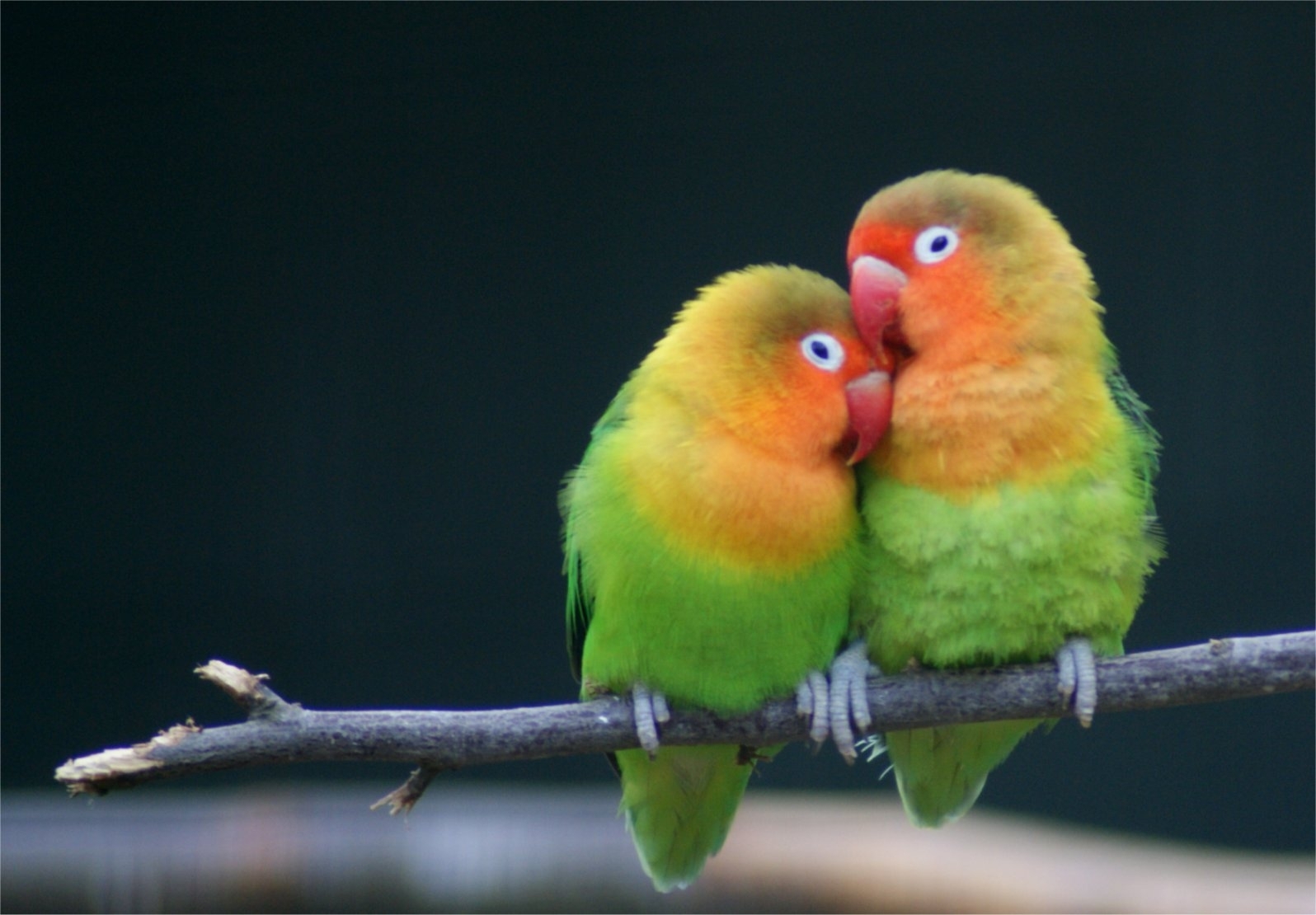 10 Latest Images Of Love Bird FULL HD 1080p For PC Background 2021
