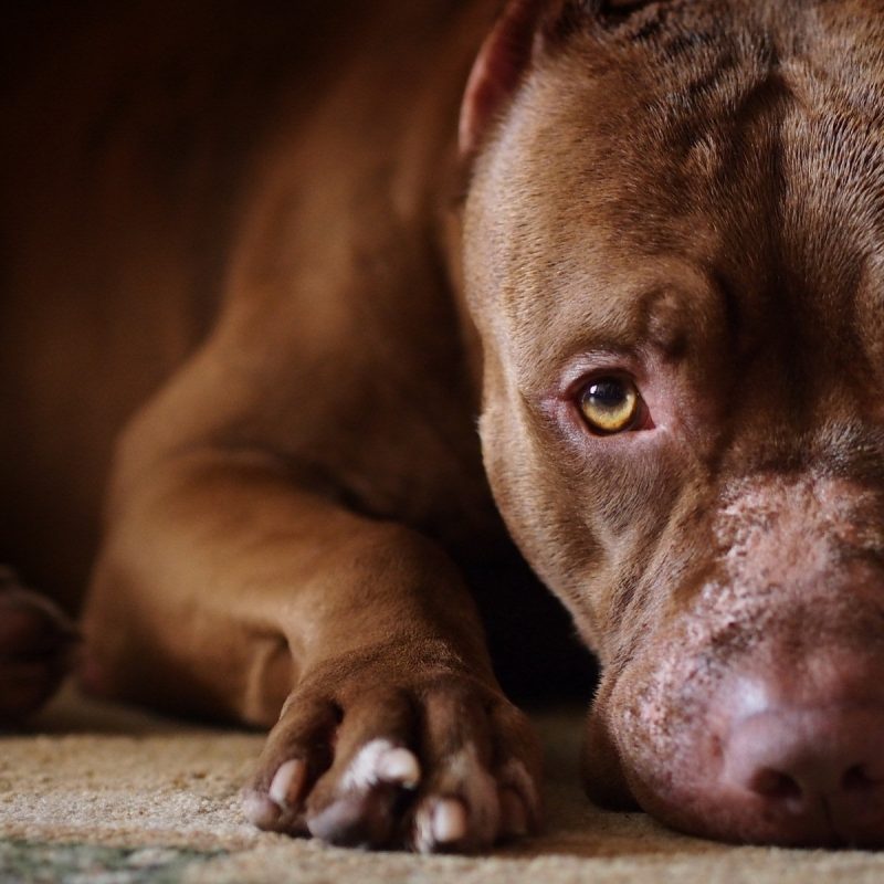 10 New Wallpaper Of Pit Bulls FULL HD 1080p For PC Desktop 2023 free download 17 pit bull hd wallpapers background images wallpaper abyss 1 800x800