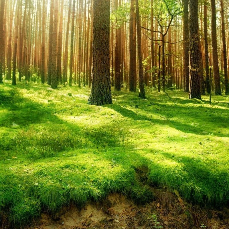 10 Top Forest Wallpaper Full Hd FULL HD 1080p For PC Desktop 2021 free download 1763 forest hd wallpapers background images wallpaper abyss 800x800