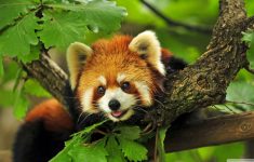 193 red panda hd wallpapers | background images - wallpaper abyss