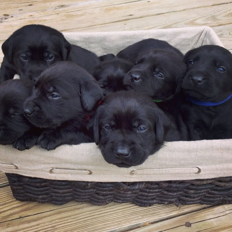 10 Best Pics Of Black Lab Puppies FULL HD 1080p For PC Background 2021 free download 2 week old black lab puppies puppies pinterest black lab 800x800