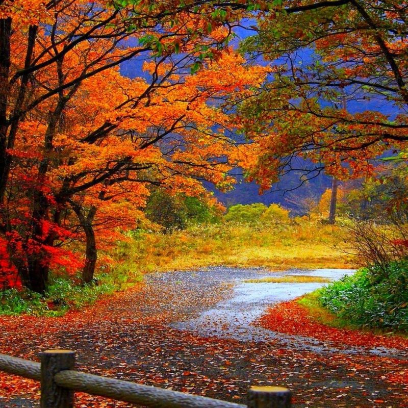 10 Best Hd Wallpapers Nature Fall FULL HD 1920×1080 For PC Background 2023 free download 20 reasons fall is the actual best computer wallpaper hd 800x800