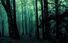 23 forest hd wallpapers | background images - wallpaper abyss