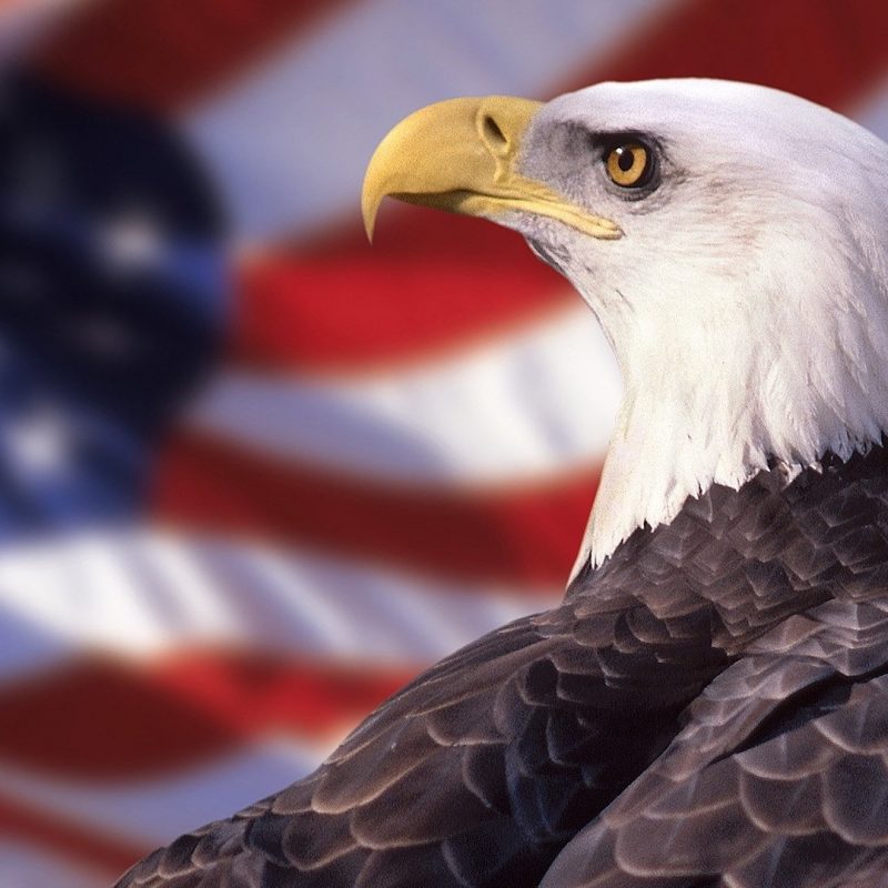 10 Top Eagle And Flag Wallpaper FULL HD 1080p For PC Desktop 2021 free download 231 bald eagle hd wallpapers background images wallpaper abyss 800x800