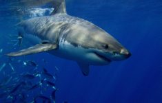 25 great white shark hd wallpapers | background images - wallpaper abyss