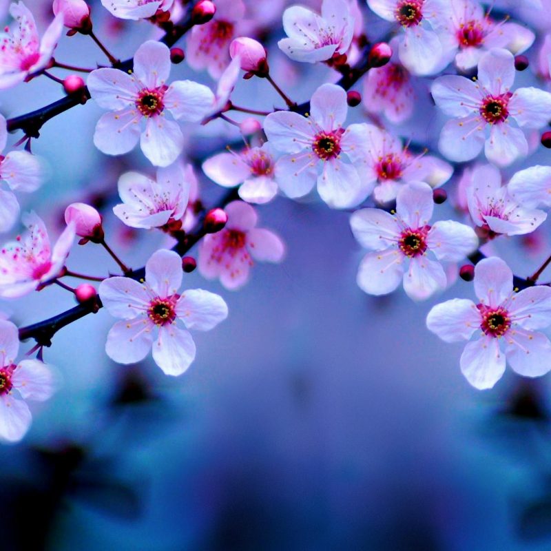 10 Best Cherry Blossom Wallpaper Desktop FULL HD 1920×1080 For PC Desktop 2024 free download 2560x1600px beautiful flowers wallpaper blossom 306087 for work 800x800