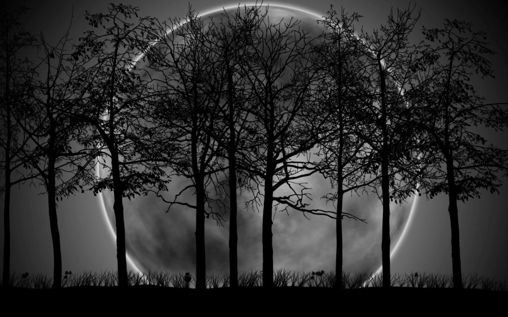 10 Latest Dark Forest Background With Moon FULL HD 1920×1080 For PC Background 2024 free download 2930 dark forest moon wallpaper walops 1024x640