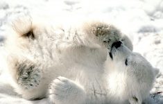 386 polar bear hd wallpapers | background images - wallpaper abyss