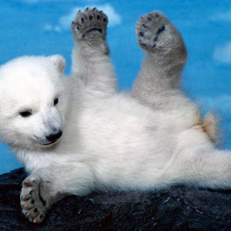 10 New Baby Polar Bear Wallpaper FULL HD 1080p For PC Background 2024 free download 386 polar bear hd wallpapers background images wallpaper abyss 2 800x800