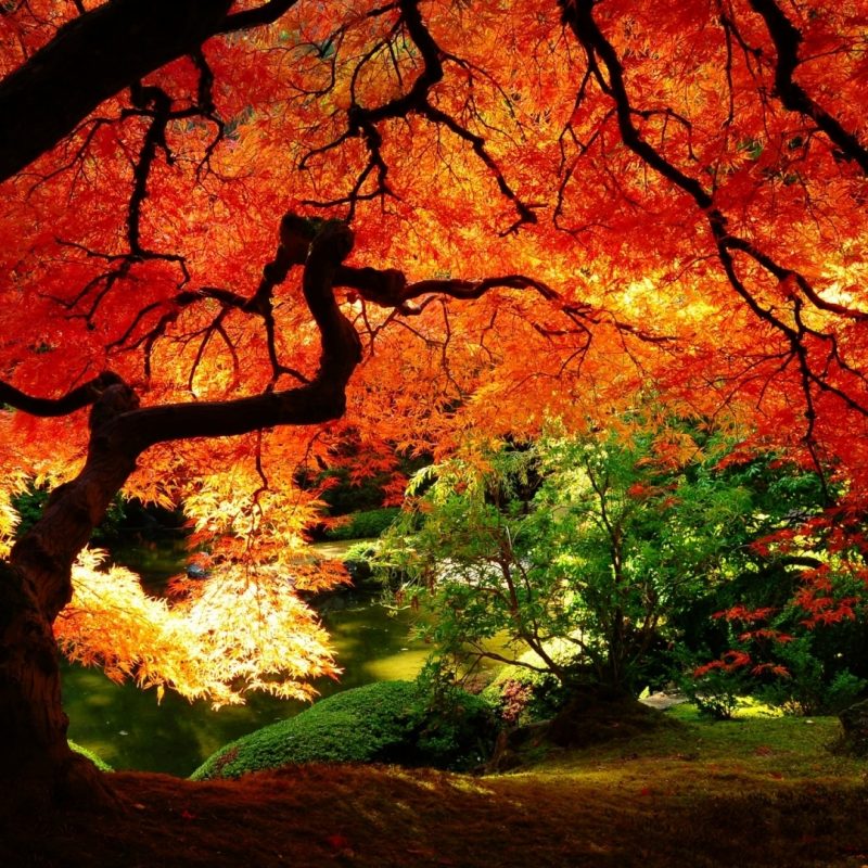 10 Most Popular Autumn Desktop Background 1920X1080 FULL HD 1920×1080 For PC Desktop 2024 free download 40 autumn wallpapers hd autumn wallpapers and photos view hd 800x800