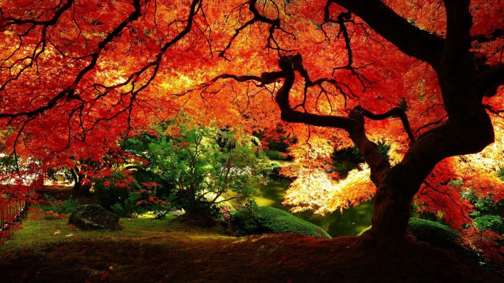10 New Fall Trees Wallpaper Hd FULL HD 1080p For PC Background 2024 free download 40 hd tree wallpapers backgrounds for free download 1024x576
