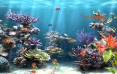 50+ best aquarium backgrounds to download &amp; print | free &amp; premium