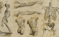 68+ human anatomy wallpapers on wallpaperplay