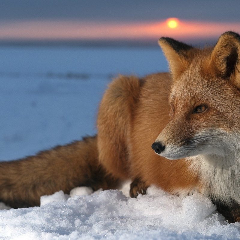 10 Best Red Fox Hd Wallpaper FULL HD 1920×1080 For PC Desktop 2024 free download 691 fox hd wallpapers background images wallpaper abyss 800x800