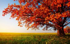 7 trees for summer shade &amp; fall color! - david james homes