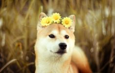 73 shiba inu hd wallpapers | background images - wallpaper abyss