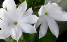 alternative to aspirin jasmine herb. how to make jasmine flower tea