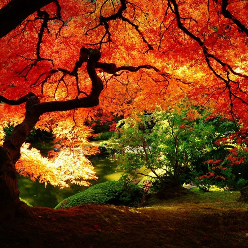 10 Top Images Of Fall Scenery FULL HD 1080p For PC Background 2021 free download amazing fall scenery wide wallpaper 2400x1350px japanese scenery 800x800