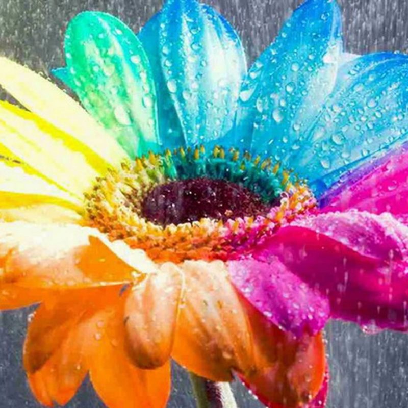 10 Best Rainbow Flower Wallpaper Desktop FULL HD 1920×1080 For PC Background 2024 free download amazing nice colorful rainbow flower hd wallpapers hd wallpapers 800x800