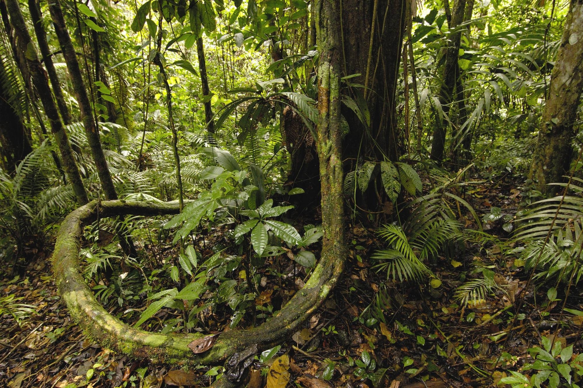 На каком материке расположен дождевой лес сельва. Сельва амазонки. Сельва амазонки, Южная Америка. Тропические дождевые леса Амазонии.