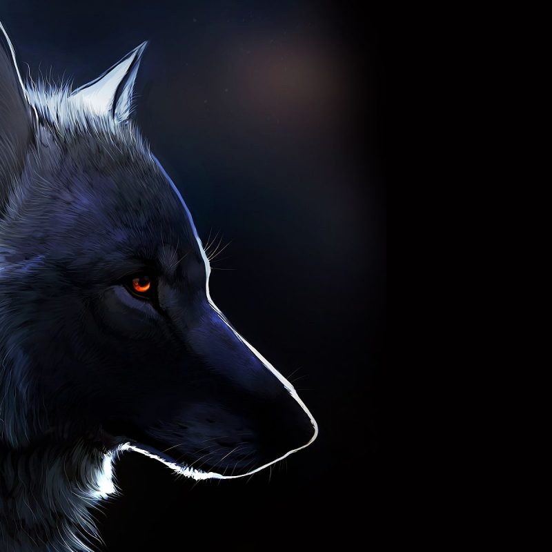 10 Latest Black Wolf Desktop Background FULL HD 1080p For PC Desktop 2021 free download amber eyes wolf black background stuff i like pinterest 800x800