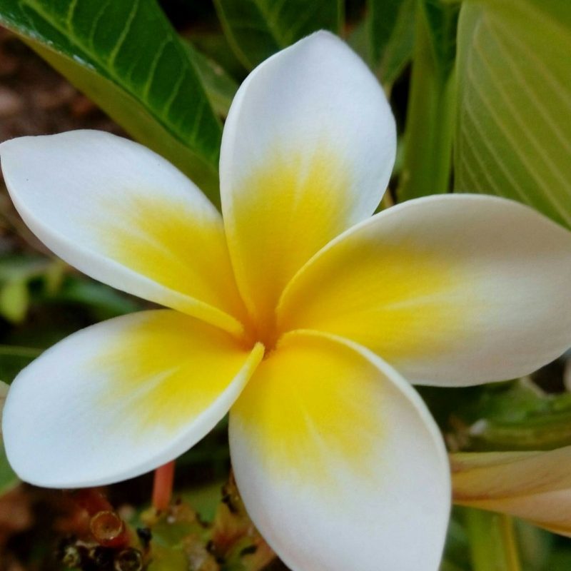 10 Top Picture Of Jasmine Flower FULL HD 1080p For PC Desktop 2024 free download an egyptian jasmine flower smithsonian photo contest smithsonian 800x800