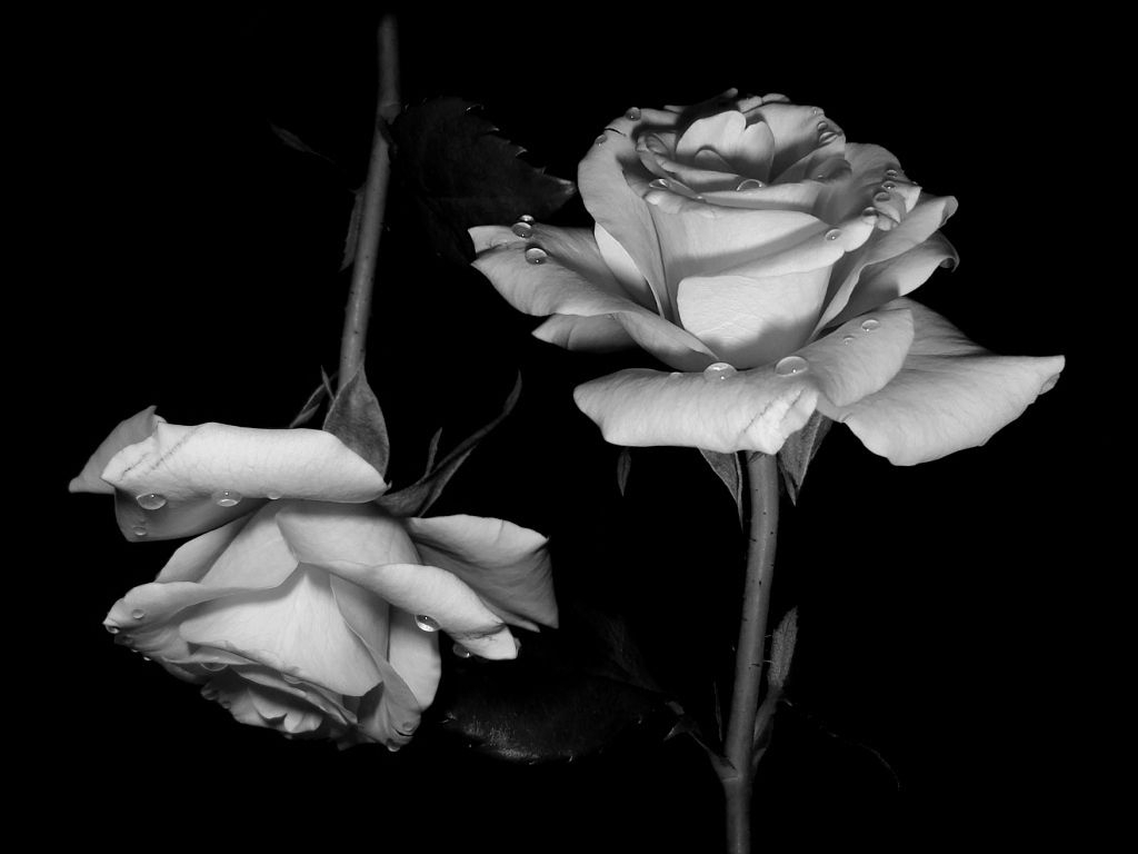 10 Best Black And White Roses Wallpaper FULL HD 1080p For PC Desktop 2023