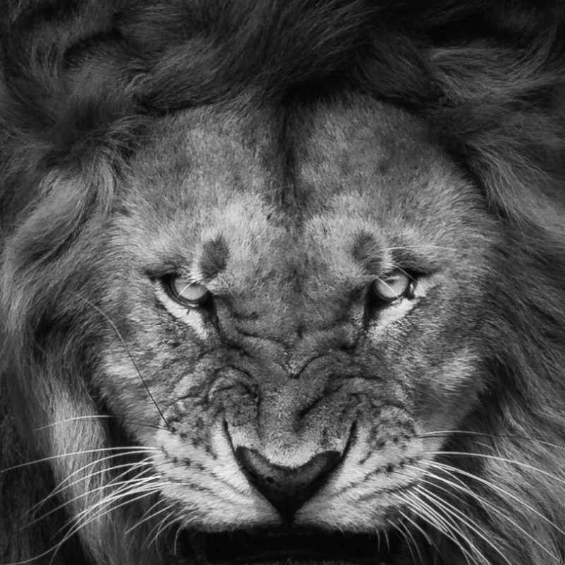 10 Best Angry Lion Wallpaper Black And White FULL HD 1080p For PC Desktop 2021 free download angry lion face wallpaper iphone wallpaper iphone wallpapers 800x800