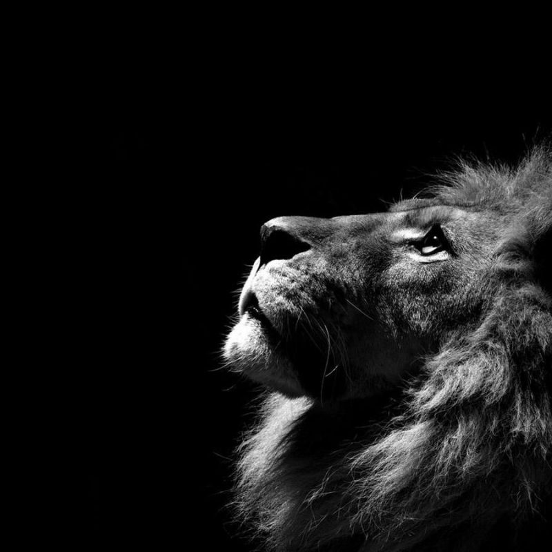10 Best Angry Lion Wallpaper Black And White FULL HD 1080p For PC Desktop 2021 free download angry lions wallpapers gallery of angry lions backgrounds hd 800x800