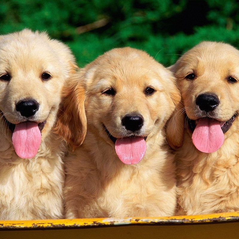 10 Latest Golden Retriever Puppies Wallpaper FULL HD 1920×1080 For PC Background 2024 free download animal wallpaper golden retriever puppy wallpapers freshwallpapers 800x800