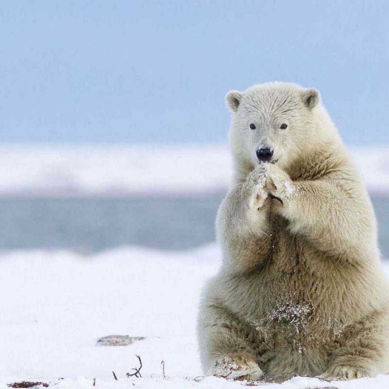 10 Best Polar Bear Desktop Wallpaper FULL HD 1920×1080 For PC Background 2024 free download animals of greenland white polar bear heating of cold feet desktop 800x800