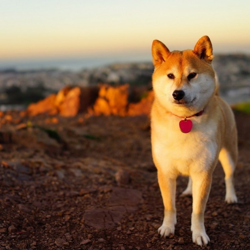 10 Top Shiba Inu Wallpaper 1920X1080 FULL HD 1080p For PC Desktop 2024 free download anime dog shiba inu wallpapers hd desktop and mobile backgrounds 800x800
