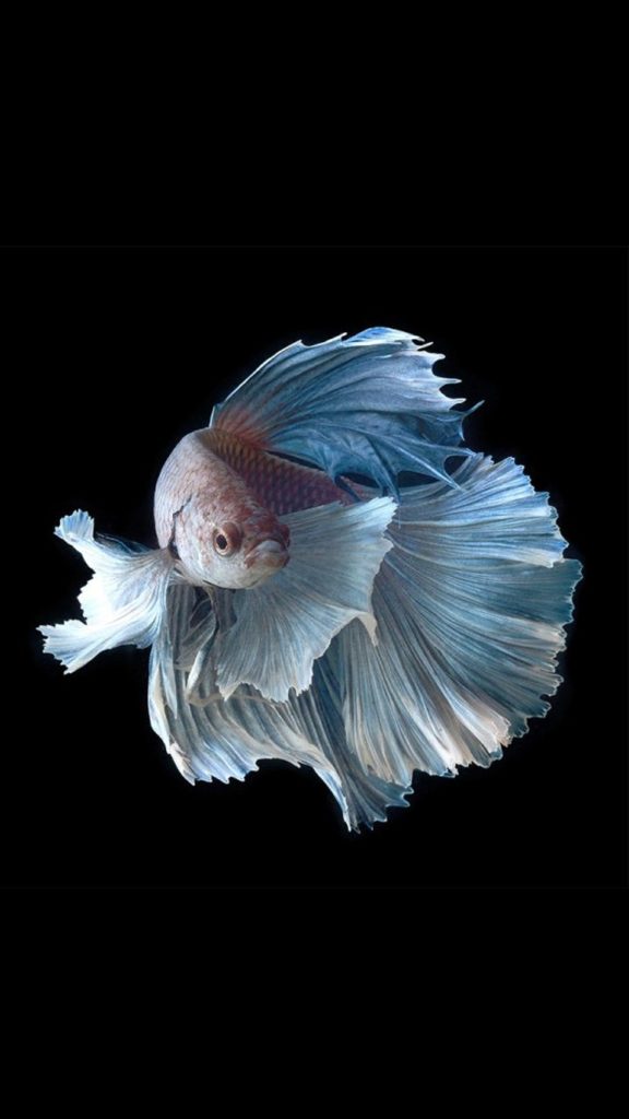 10 Latest Fishing Backgrounds For Iphone FULL HD 1080p For PC Background 2024 free download apple iphone 6s wallpaper with silver albino betta fish in dark 576x1024