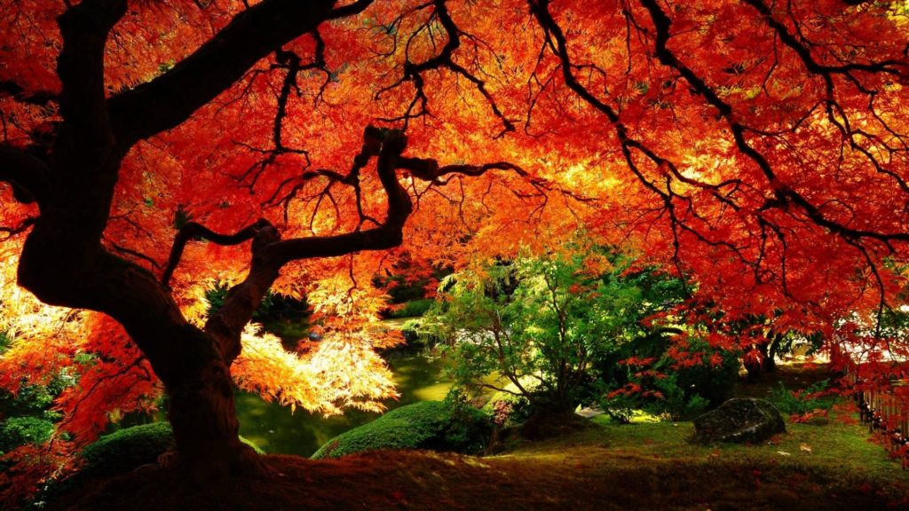 10 Best Desktop Backgrounds Fall Scenes FULL HD 1080p For PC Desktop 2024 free download autumn desktop background group with 58 items 1024x576
