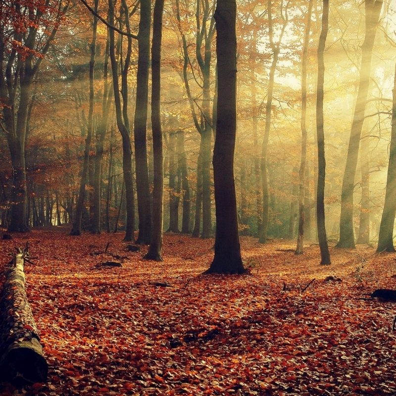 10 New Autumn Forest Wallpaper Hd FULL HD 1920×1080 For PC Background 2024 free download autumn forest sunshine full hd background media file pixelstalk 800x800