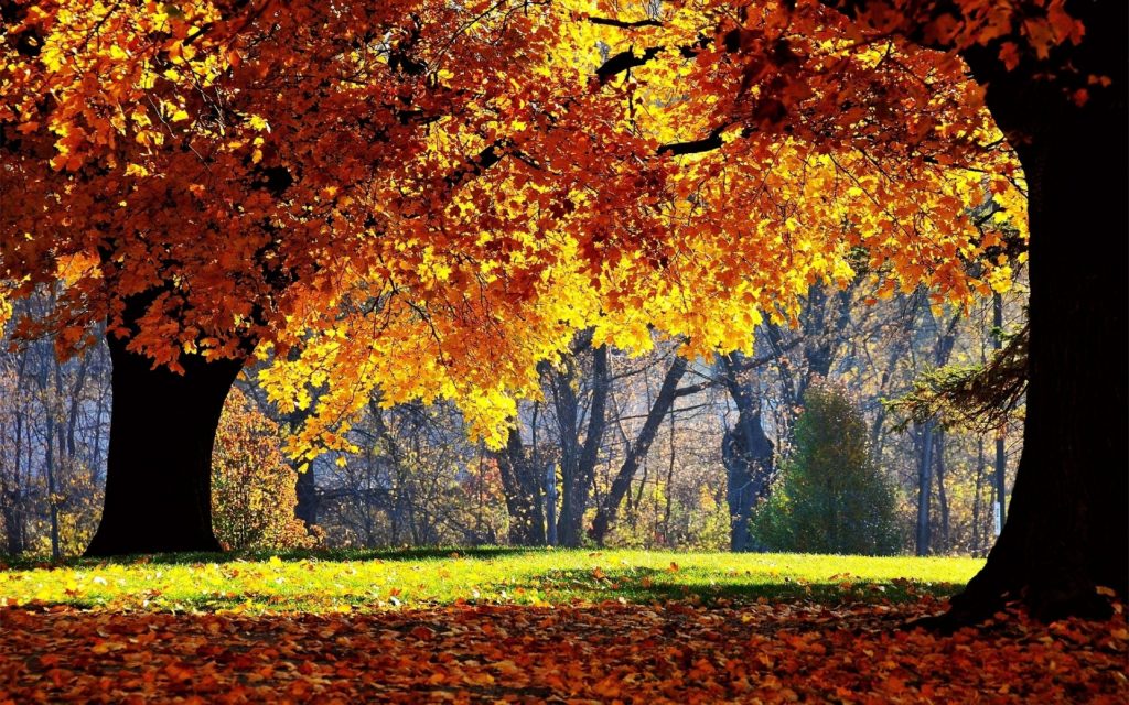 10 Best Autumn Images For Desktop FULL HD 1080p For PC Background 2024 free download autumn forest wallpaper for desktop wallpaper wiki 1024x640