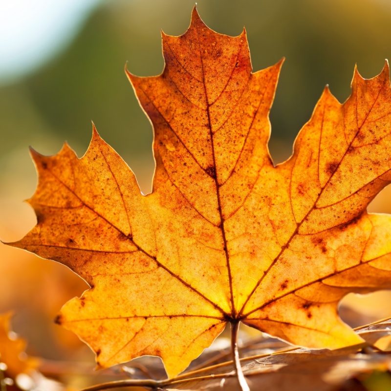 10 Top Autumn Leaves Wallpaper Widescreen FULL HD 1080p For PC Background 2023 free download autumn leaf e29da4 4k hd desktop wallpaper for 4k ultra hd tv e280a2 wide 1 800x800
