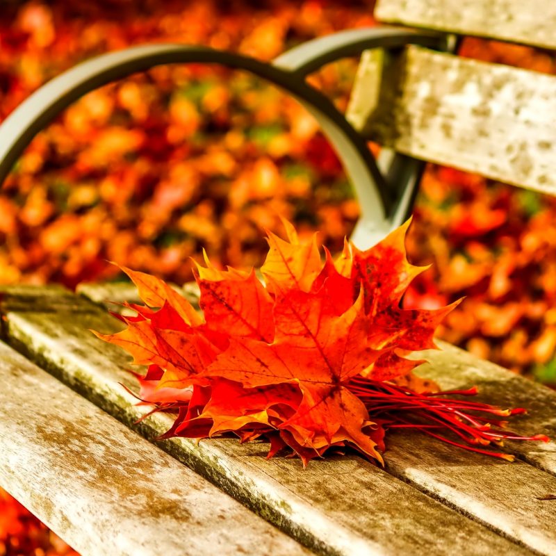 10 Top Autumn Leaves Wallpaper Widescreen FULL HD 1080p For PC Background 2023 free download autumn leaves on the bench in the park hd wallpaper 800x800