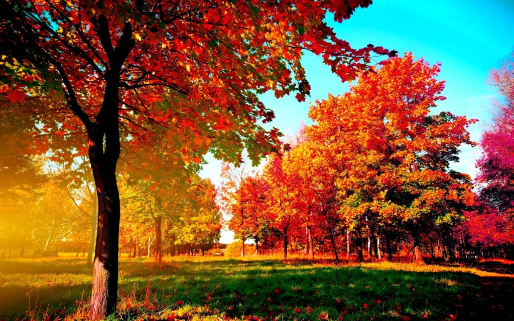 10 New Fall Trees Wallpaper Hd FULL HD 1080p For PC Background 2024 free download autumn trees wide desktop background wallpaper wiki 1024x640