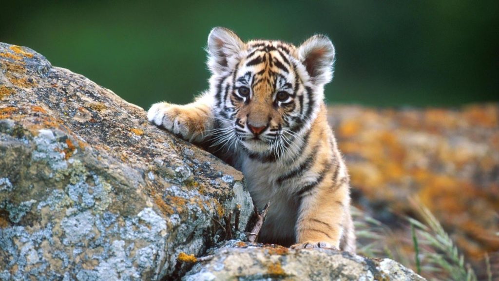 10 Latest Wallpaper Of Baby Animals FULL HD 1920×1080 For PC Desktop 2024 free download baby animal hd wallpaper baby animal pictures new wallpapers 1024x576