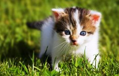 baby animal wallpaper hd images – one hd wallpaper pictures