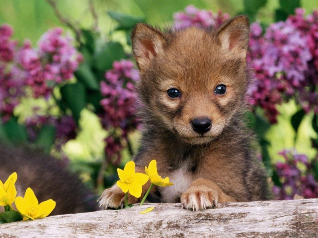 10 Latest Wallpaper Of Baby Animals FULL HD 1920×1080 For PC Desktop 2024 free download baby animals wallpapers wallpaper cave 1024x768