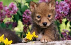 baby animals wallpapers - wallpaper cave