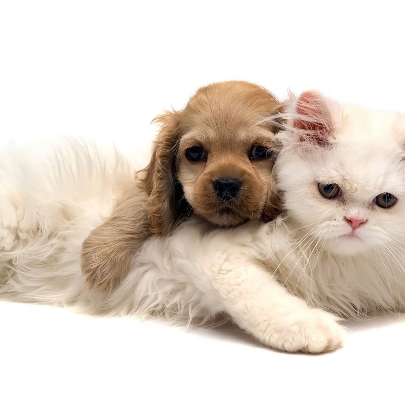 10 New Dog And Cat Wallpaper FULL HD 1920×1080 For PC Desktop 2024 free download baby cats and dogs pics wallpaper big house pinterest dog cat 1 800x800