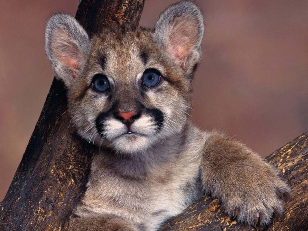 10 Latest Wallpaper Of Baby Animals FULL HD 1920×1080 For PC Desktop 2024 free download baby cougar wallpaper baby animals animals wallpapers in jpg 1024x768