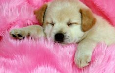 baby dog wallpapers - wallpaper cave