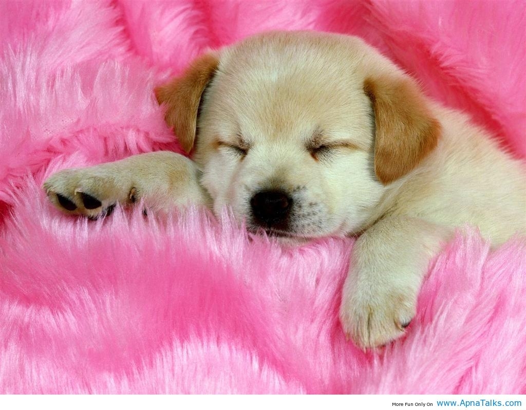 baby dog wallpapers - wallpaper cave