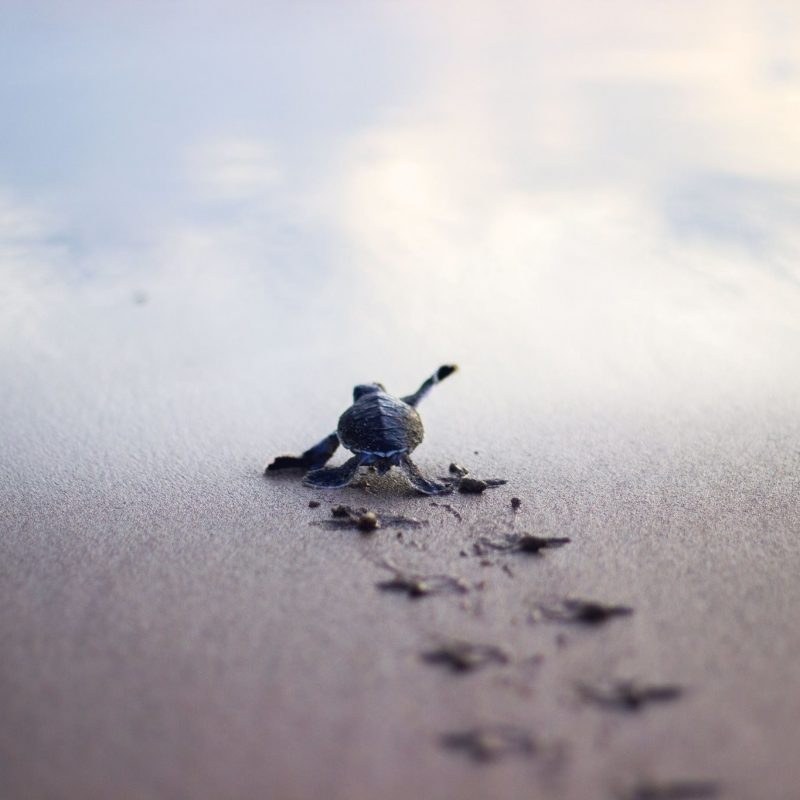 10 Best Baby Sea Turtle Wallpaper FULL HD 1080p For PC Background 2024 free download baby turtle wallpaper 54 images 1 800x800